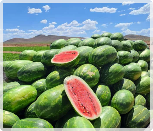 fertilizantes